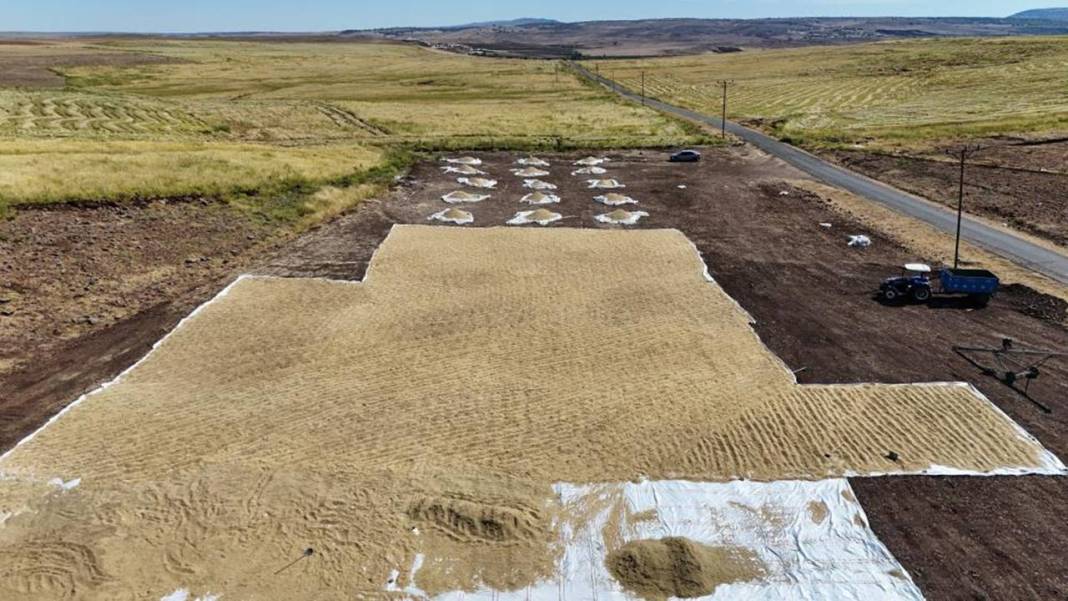 Diyarbakır’da pirinç hasadı başladı: 250 ton bekleniyor 3